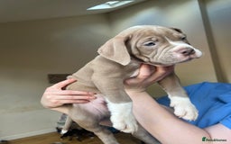 Mixed Breed dogs for sale: Blue blooded bulldogs Ready now  - Image 5