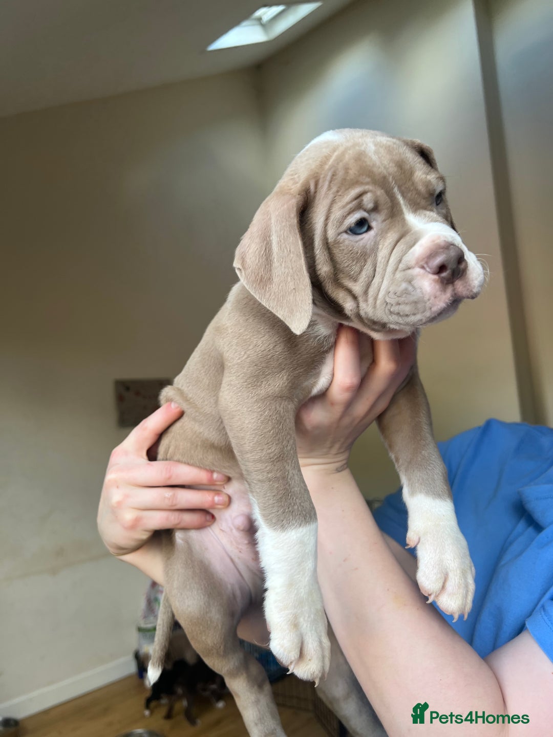 Mixed Breed dogs for sale: Blue blooded bulldogs Ready now  - Image 5
