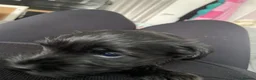 Miniature Schnauzer dogs for sale:  Miniature Schnauzer Puppies – Ready from 25th May - Advert 13