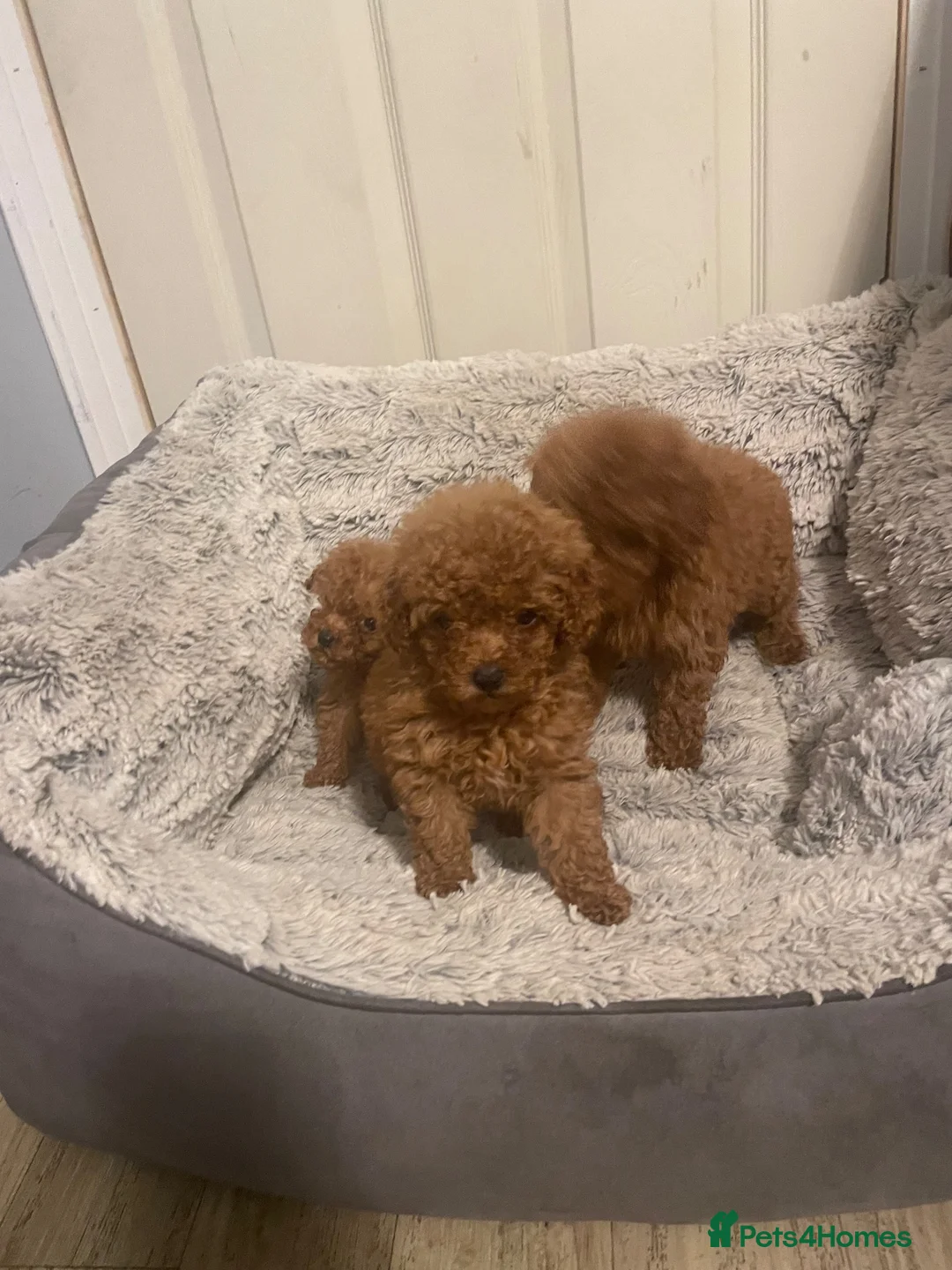 Toy Poodle dogs for sale: Toy poodle - Advert 1