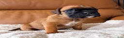 Boxer dogs for sale: Kc Red&White Boxer puppies health tested parents  - Advert 3