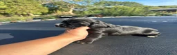 Cocker Spaniel dogs for sale: Cocker spaniels puppies for sale - Advert 13