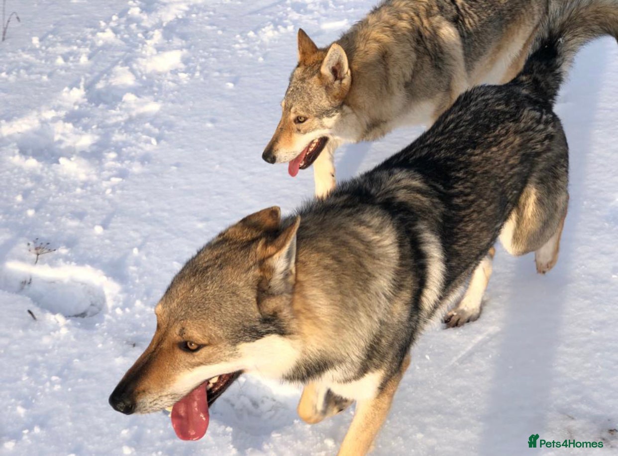 Saarloos Wolfdog dogs Czechoslovakian Wolfdog Puppies  - Advert 1