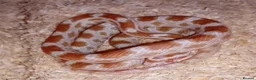 Corn Snake reptiles for sale: Baby cornsnake with vivarium and everything in it  in Hartlepool - Advert 2