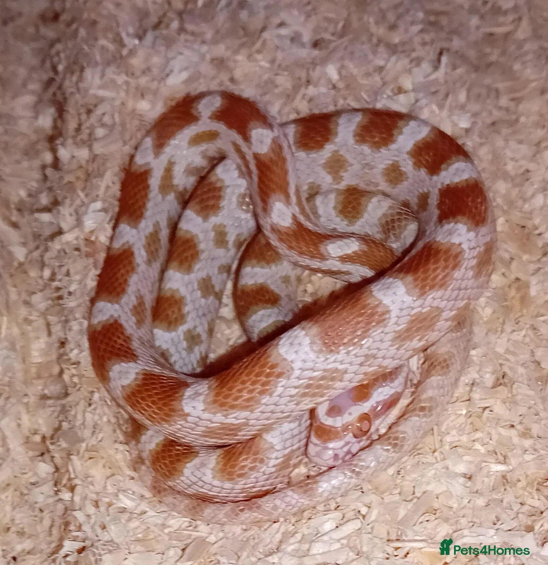 Corn Snake reptiles for sale: Baby cornsnake with vivarium and everything in it  in Hartlepool - Advert 2