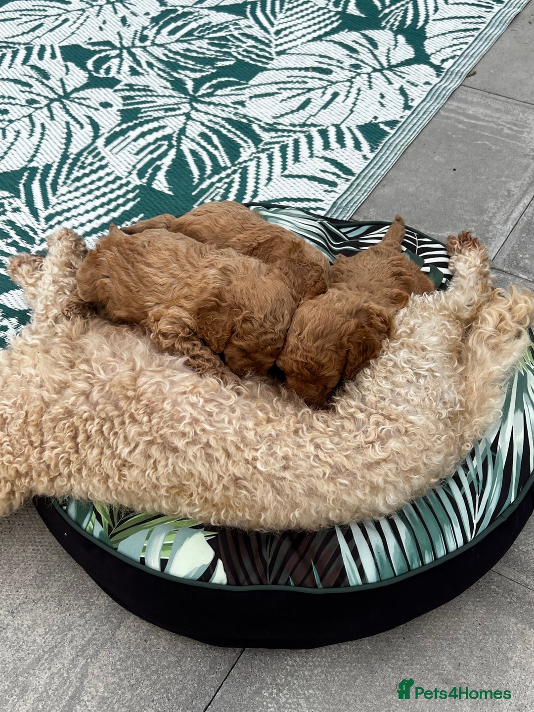 Miniature Poodle dogs for sale: Gorgeous miniature poodles  - Image 7