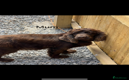 Cocker Spaniel dogs for sale: Show type cocker spaniel - Image 2