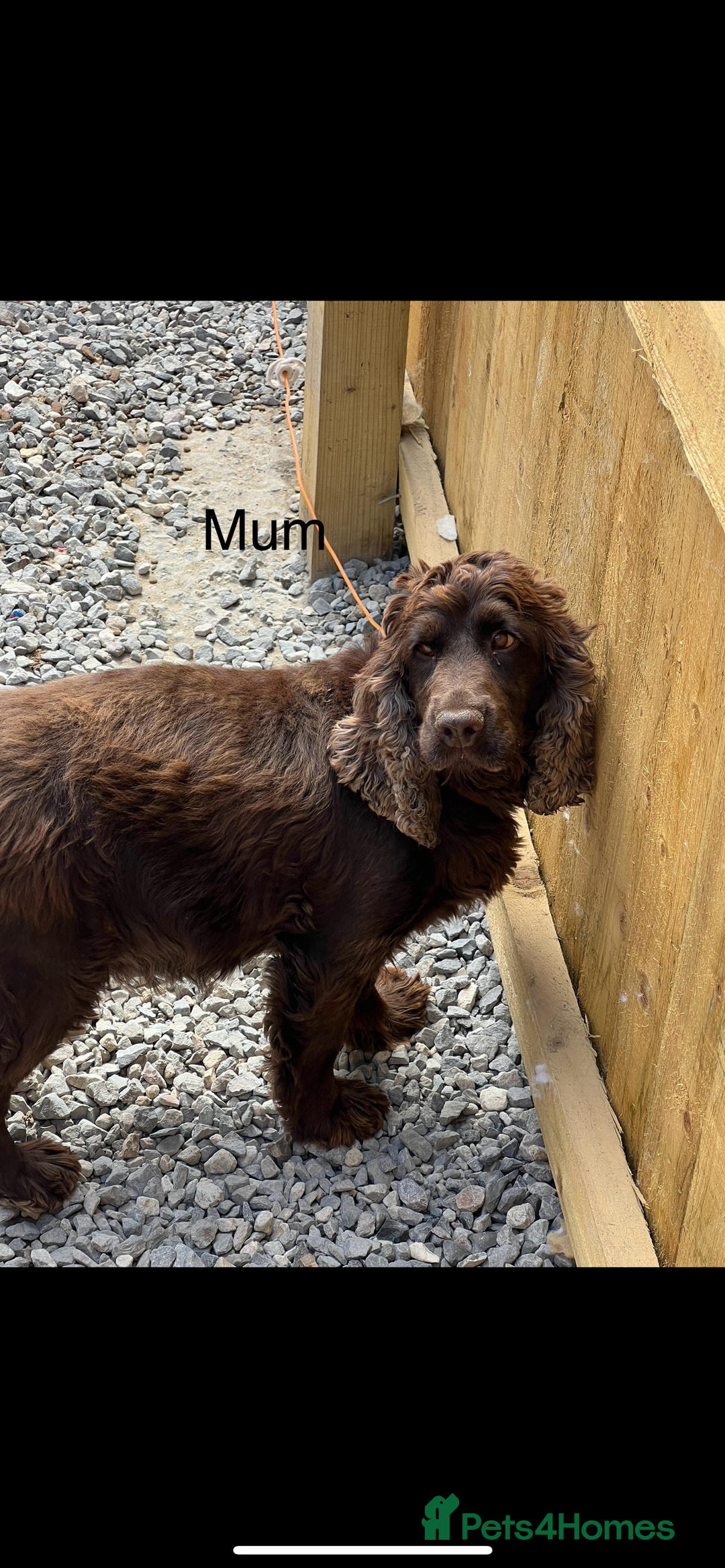 Cocker Spaniel dogs for sale: Show type cocker spaniel - Image 2
