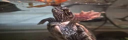 Turtle reptiles for sale: 2 Missisipi Map turtles in London - Advert 5