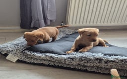 Labrador Retriever dogs for sale: Top quality KC registered labrador pups  - Image 3
