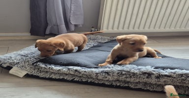Labrador Retriever dogs - Advert 6
