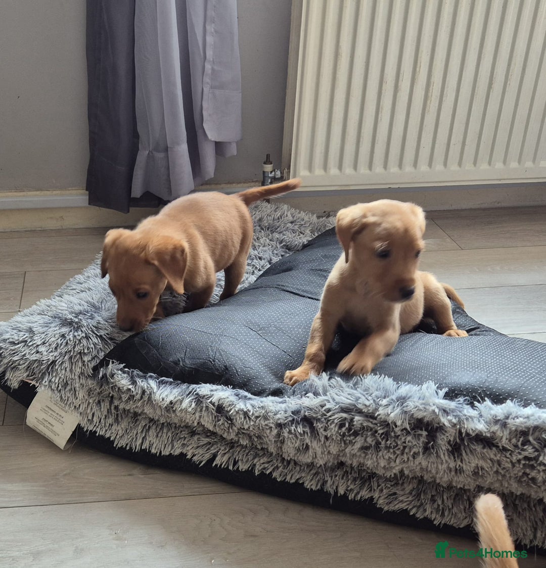 Labrador Retriever dogs for sale: Top quality KC registered labrador pups  - Image 3