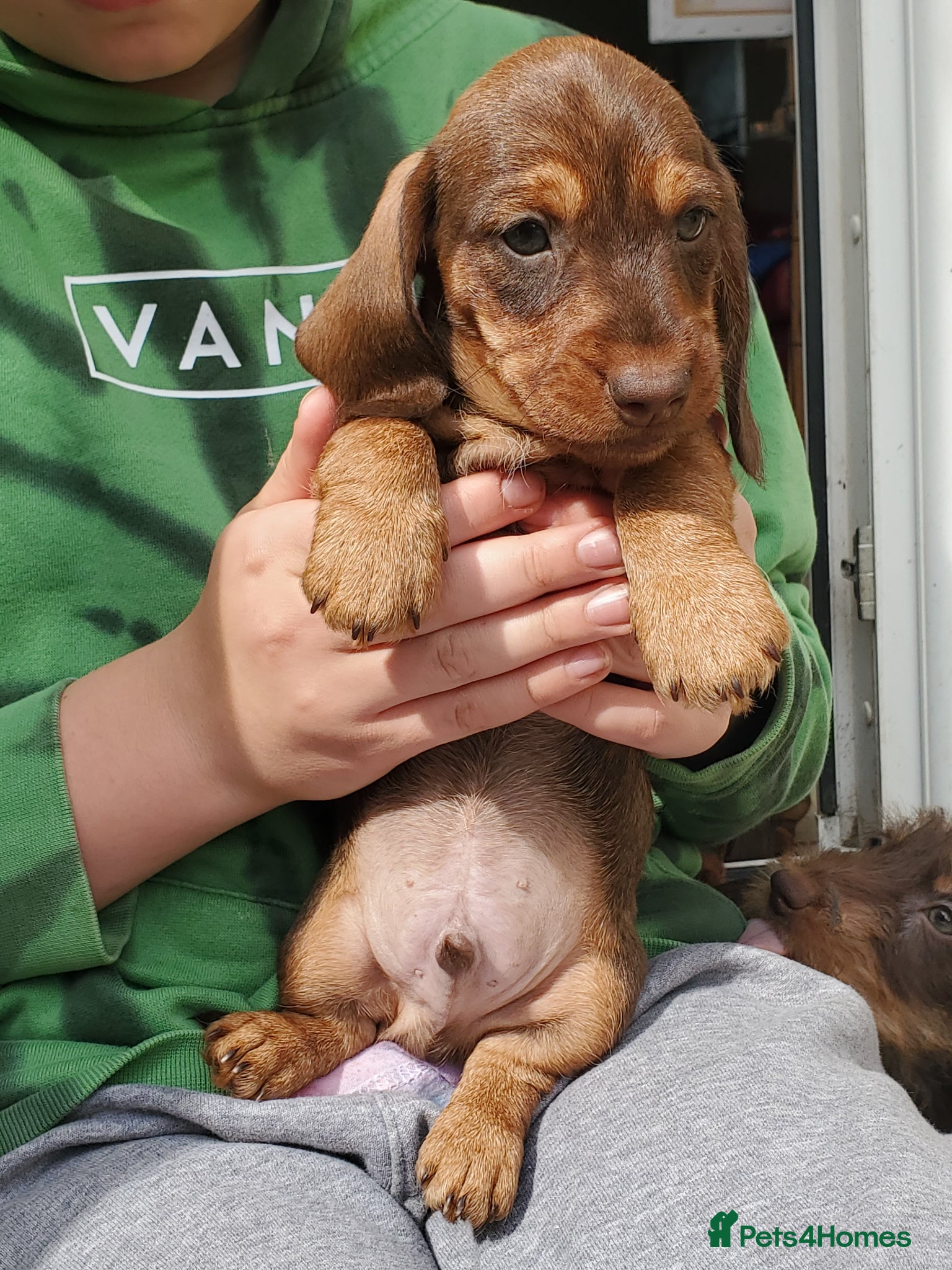 Miniature Dachshund dogs KC reg miniature wirehaired Dachshunds - Advert 5
