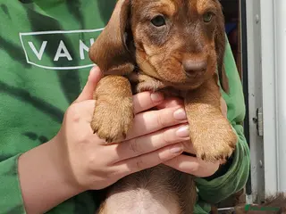 Miniature Dachshund dogs KC reg miniature wirehaired Dachshunds - Advert 5