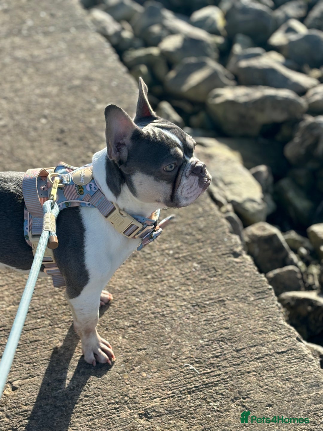 French Bulldog dogs for sale: Still looking for a new home RFG health tested boy - Image 4