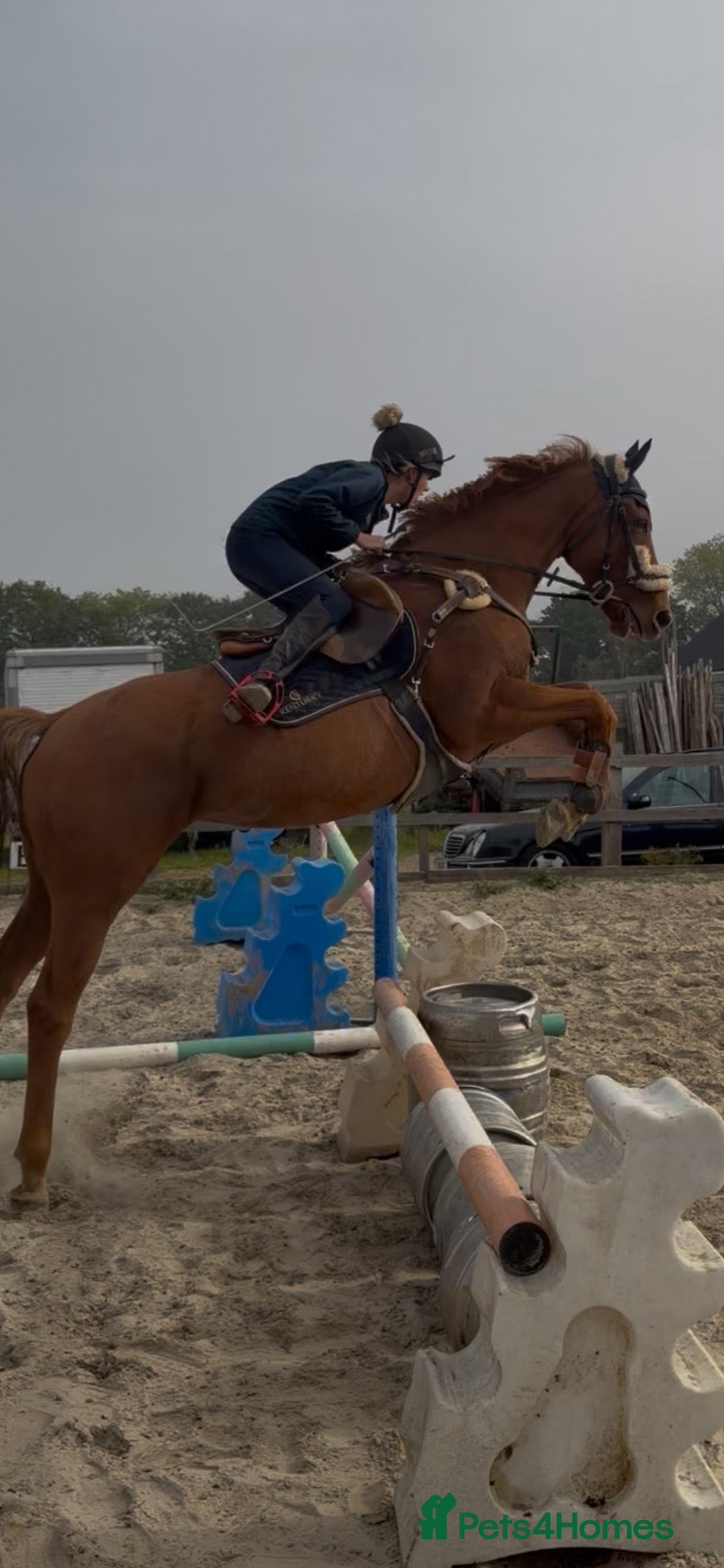 English Thoroughbred horses Super safe confidence teens horse - Advert 10