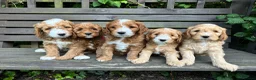 Double Doodle dogs for sale: Gorgeous Australian golden doodle puppies in Swadlincote - Advert 6