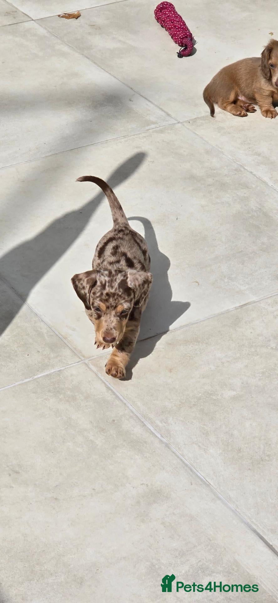 Miniature Dachshund dogs Long haired miniature dachshunds - Advert 15