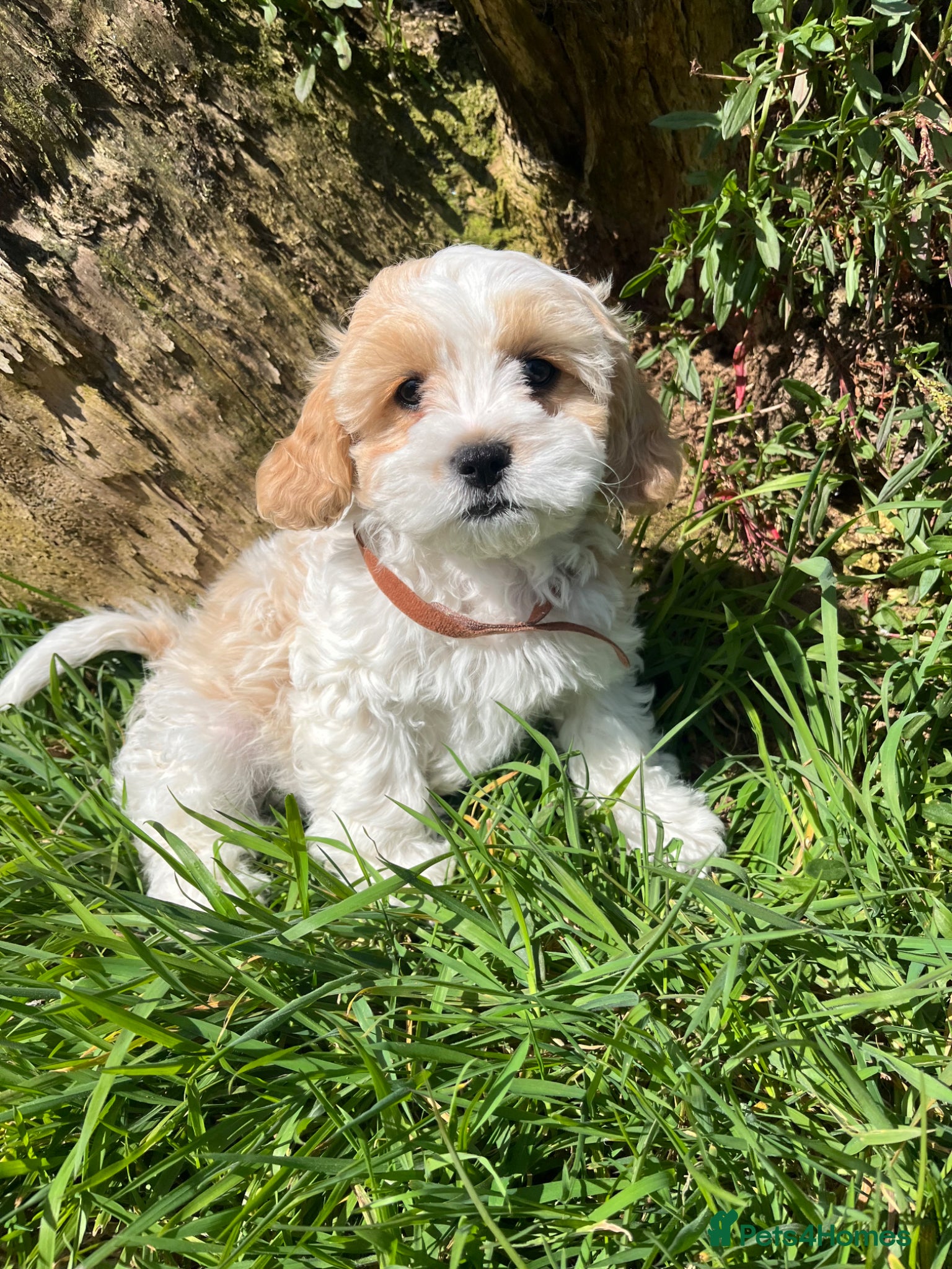 Cavachon dogs Cavachon puppies  - Advert 2