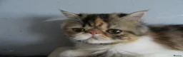 Persian cats for sale: Fantastic Female Persian kitten ready now - Advert 23