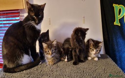 Domestic Shorthair cats for sale: Adorable Kittens Ready for Their Forever Homes - Advert 4