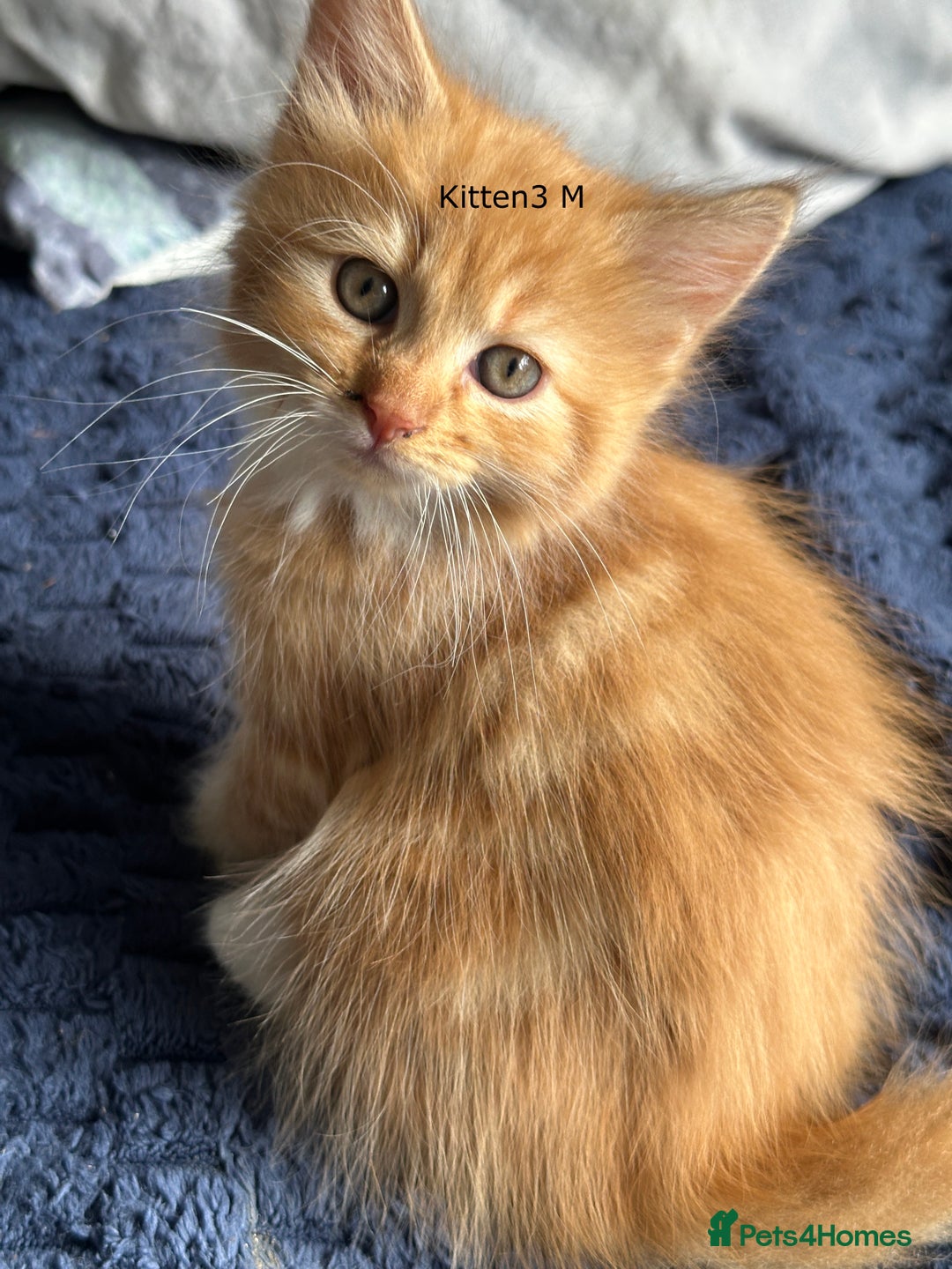 Mixed Breed cats for sale: Beautiful Kittens  - Image 4