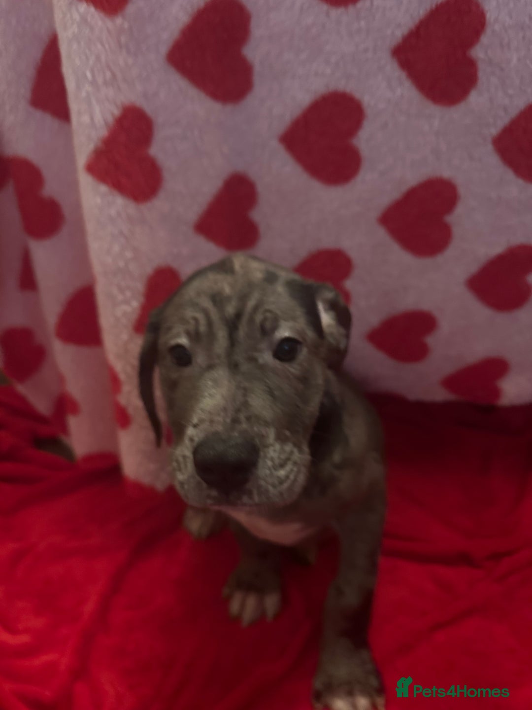 Cane Corso dogs for sale: Stunning litter - Advert 4