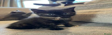 British Shorthair 5