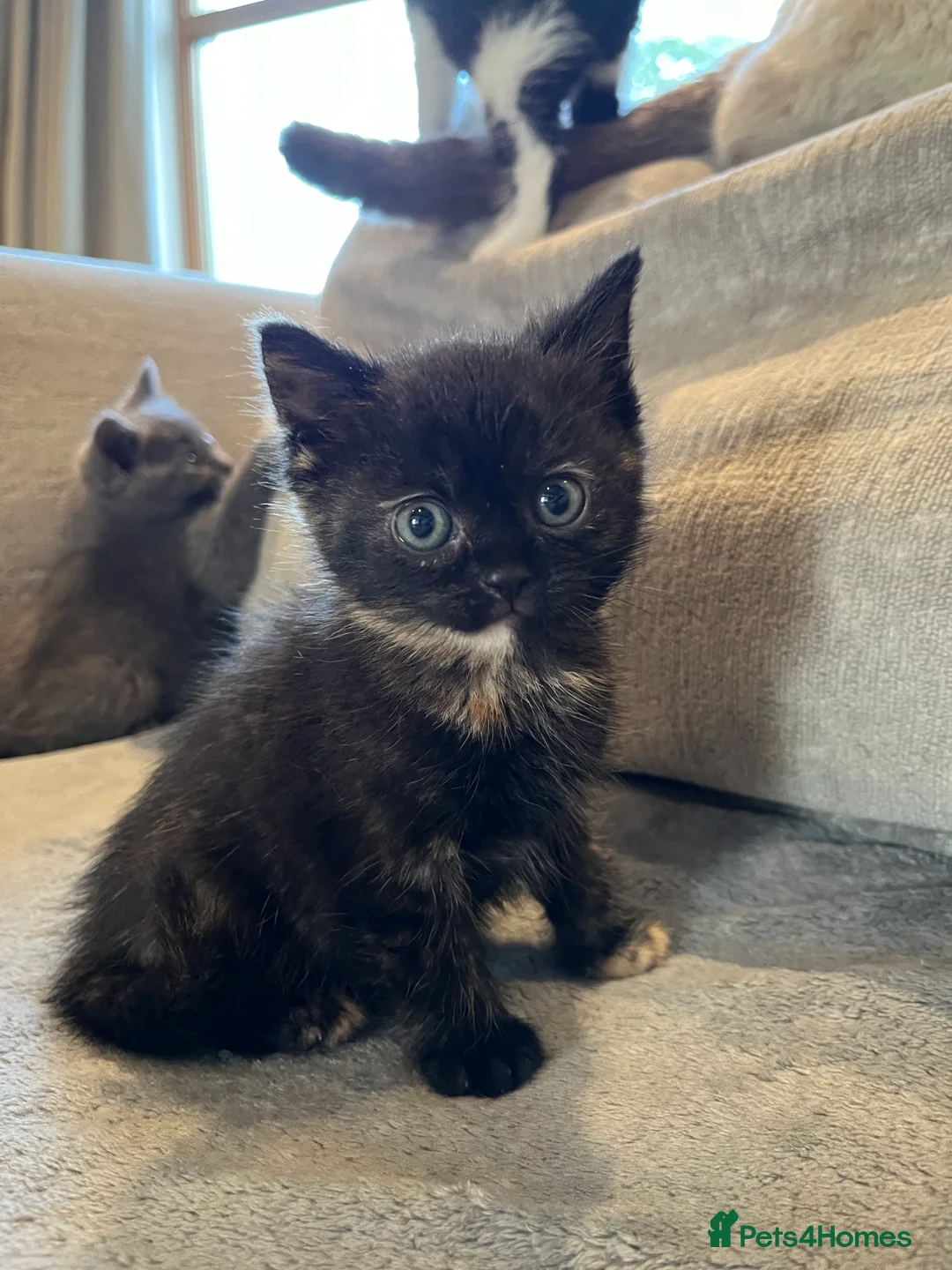 British Shorthair cats for sale: Five adorable British shorthair kittens in Skipton - Advert 2