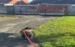 Mixed Breed dogs for sale: Beautiful 6 Month old Bulldach for sale  - Image 9