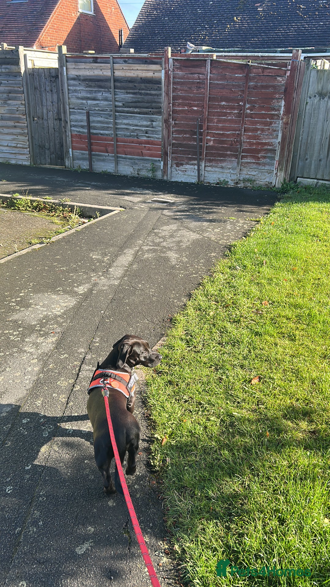 Mixed Breed dogs for sale: Beautiful 6 Month old Bulldach for sale  - Image 9