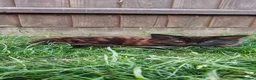 Mixed Breed cats for sale: Little cuties - Advert 9