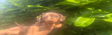 Dachshund 4