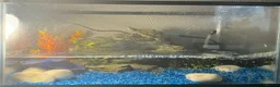 Turtle reptiles for sale: Mississippi Map Turtle in Derby - Advert 3