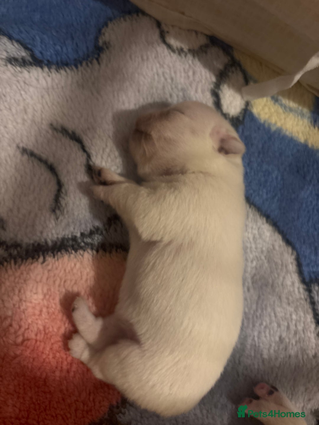 Pug dogs for sale: KC reg pug puppies  - Advert 8