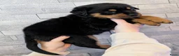 Rottweiler dogs for sale: Exceptional huge Rottweiler pups from amazing line - Advert 36