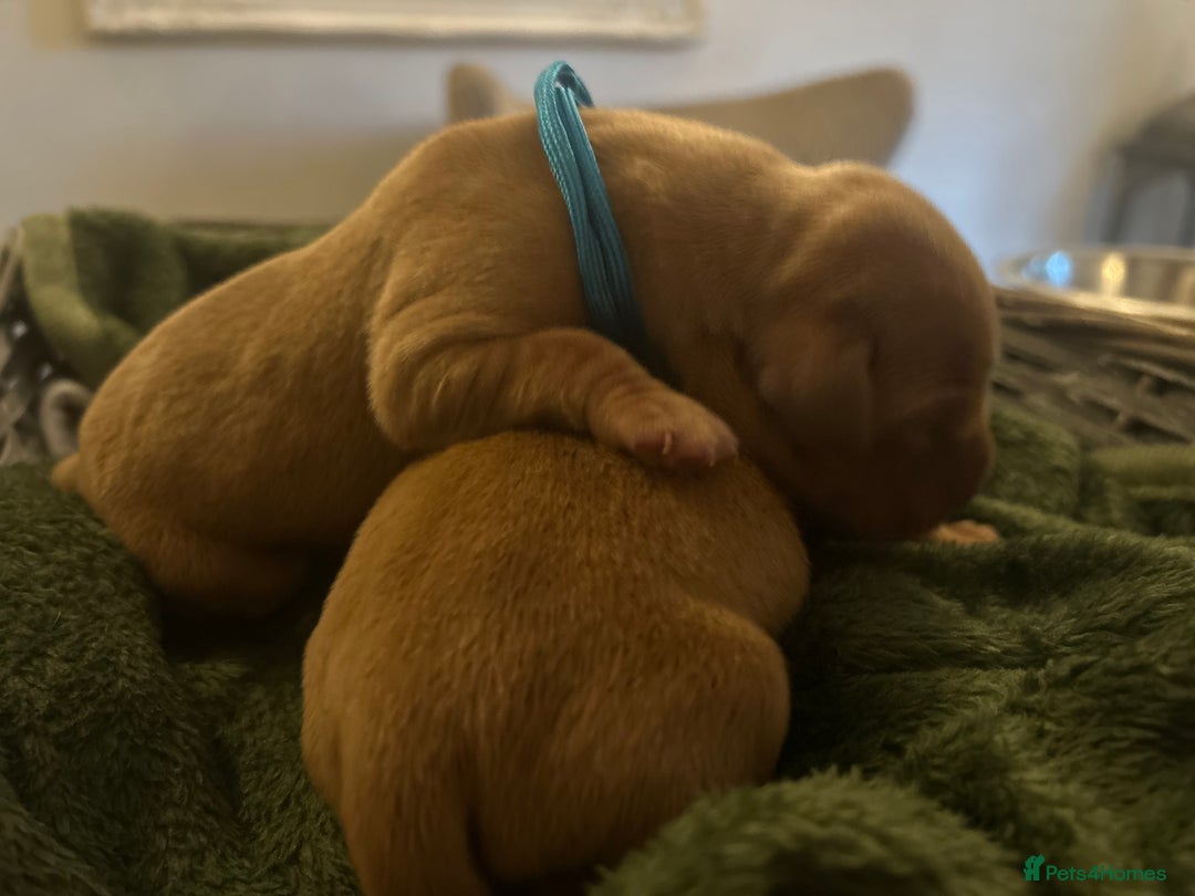 Labrador Retriever dogs for sale: 🐾 KC Registered Fox Red Lab Puppies 🐾 - Image 23