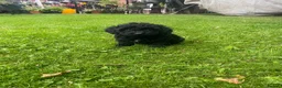 Miniature Poodle dogs for sale: Miniature poodle boy and girl,ready now. - Advert 7