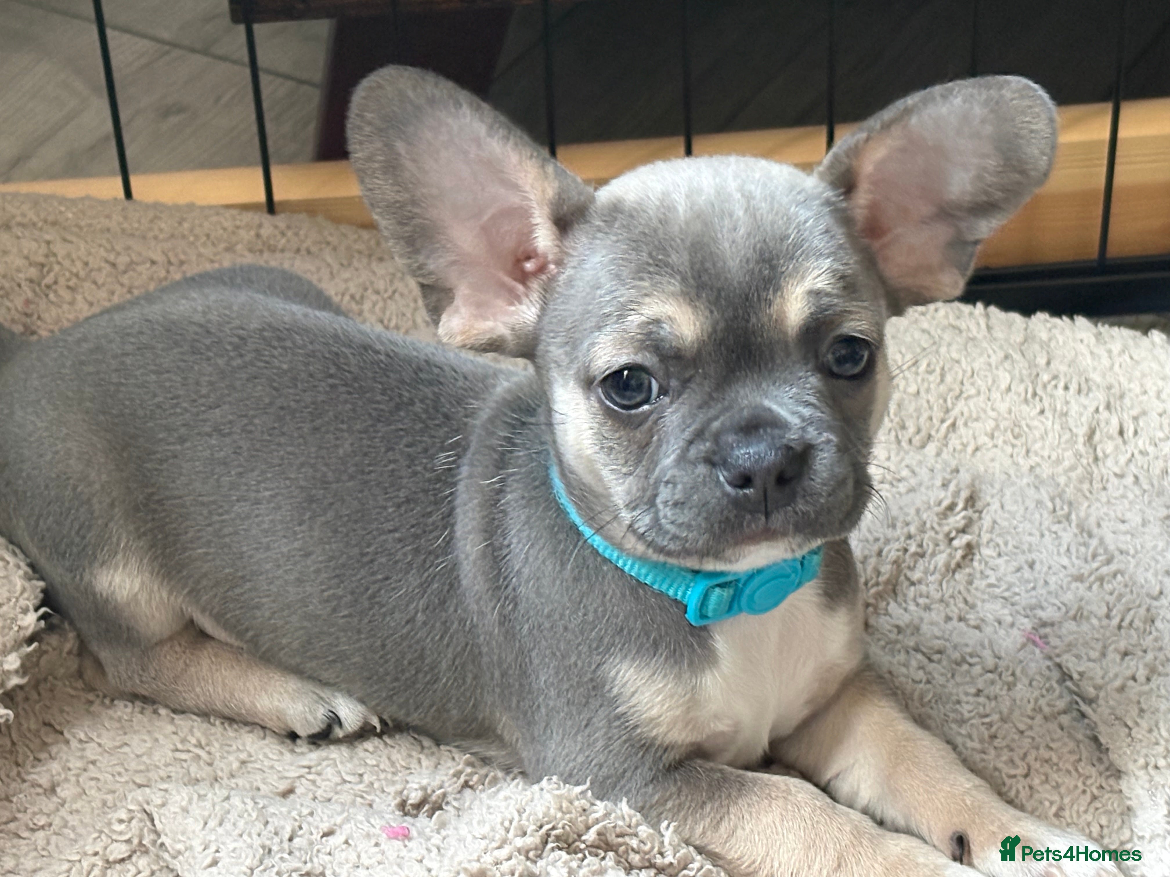 Mixed Breed dogs French - Advert 2