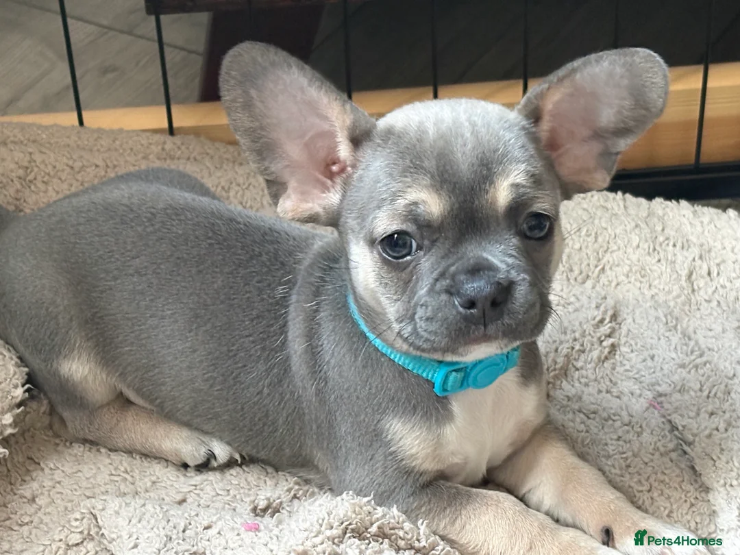 Mixed Breed dogs for sale: French - Advert 1