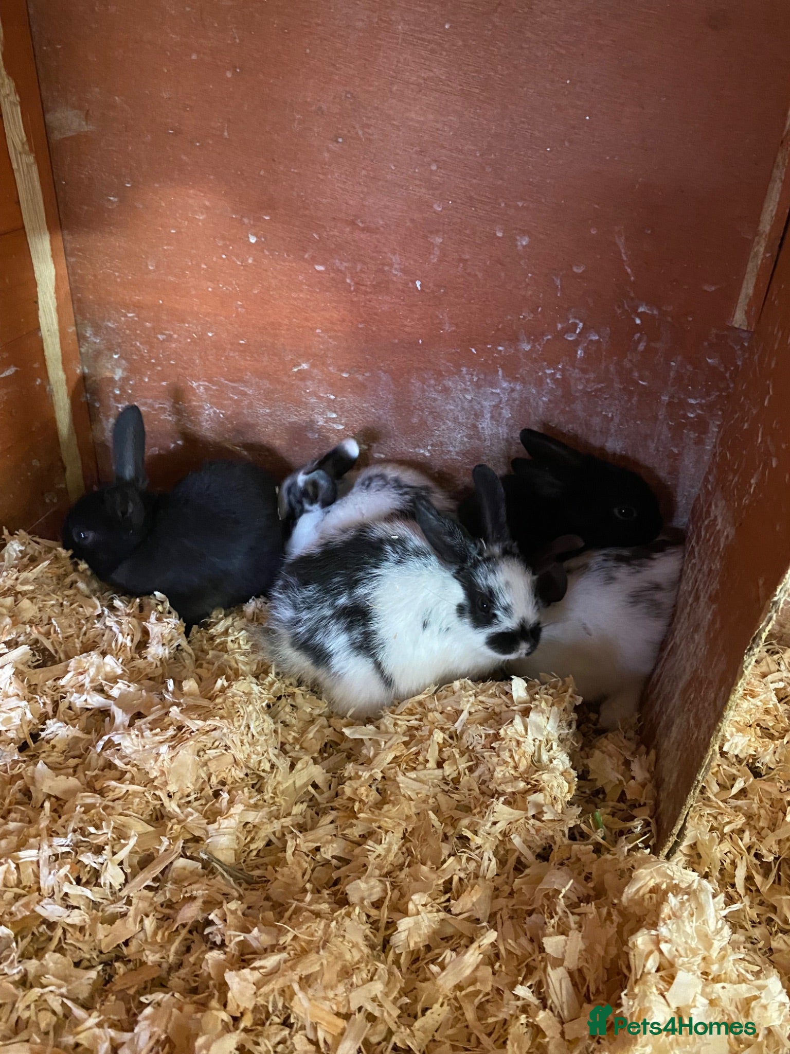 Mixed Breed rabbits Netherland dwarf cross - Advert 1