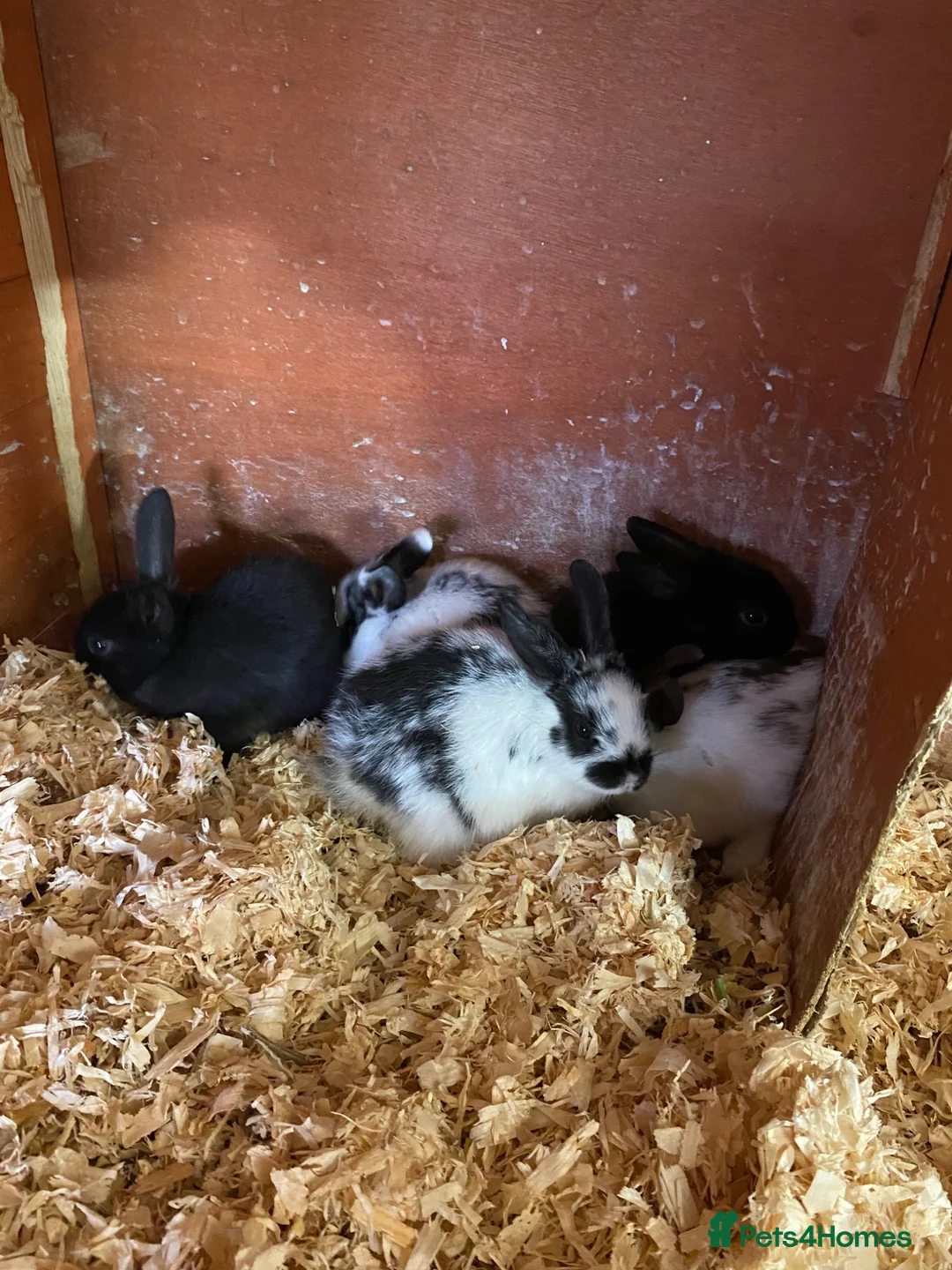 Mixed Breed rabbits for sale: Netherland dwarf cross - Advert 1