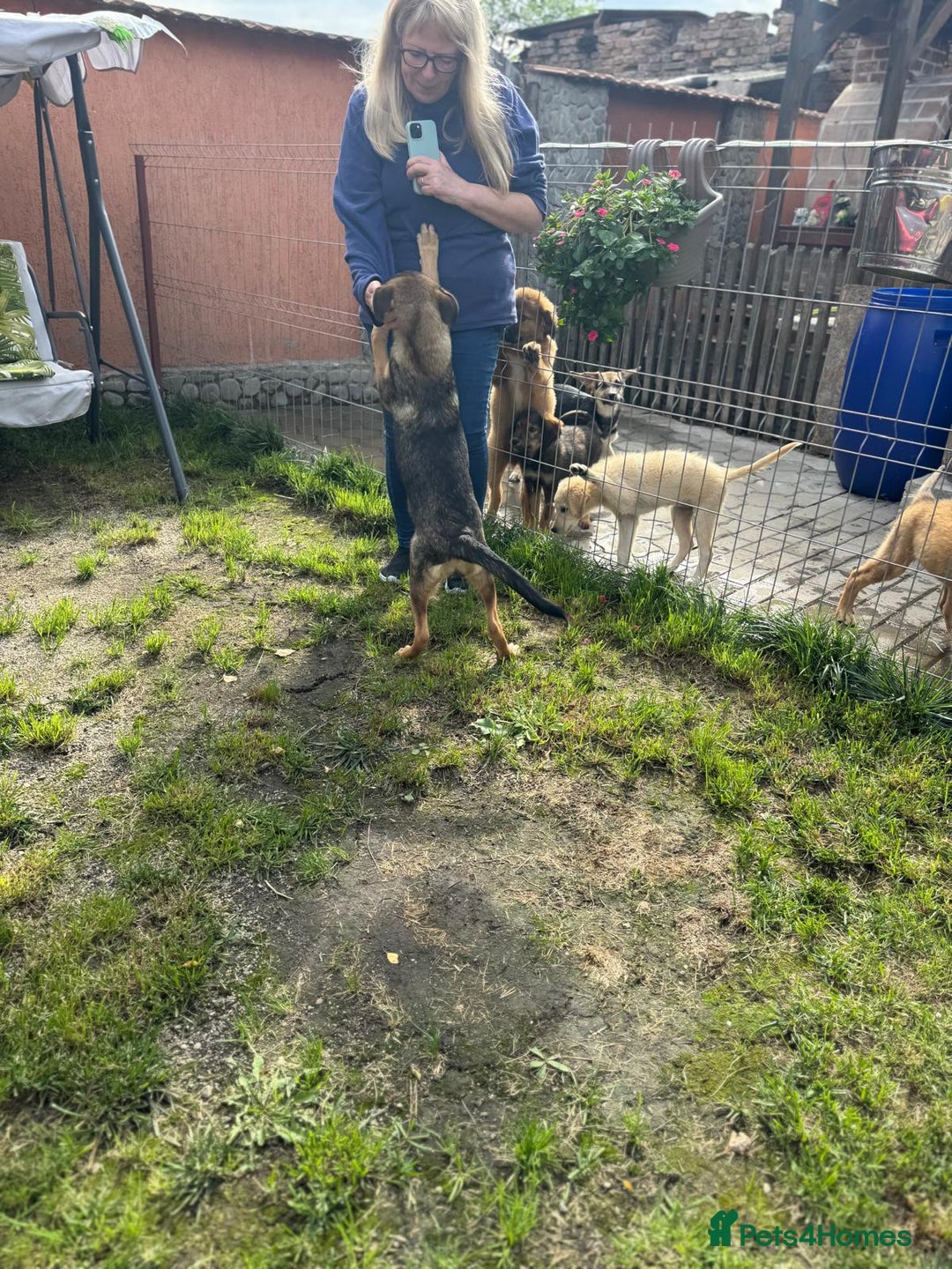 Mixed Breed dogs for adoption: BIBY, a Lovely young girl - for a Loving Home - Advert 12