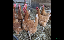 Chickens poultry for sale: Chickens, Laying Hens, Bovan Browns  - Advert 1
