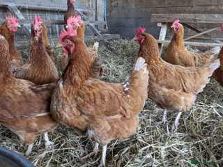 Chickens poultry Chickens, Laying Hens, Bovan Browns - Advert 9