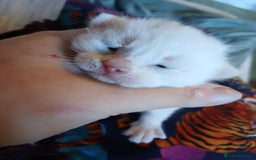 Turkish Angora cats for sale: Fluffy male kitten - Image 3