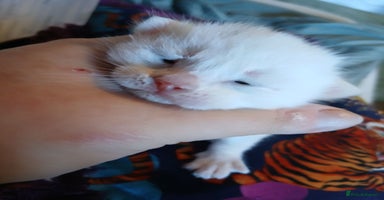 Turkish Angora cats - Advert 3