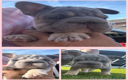 French Bulldog dogs for sale: French bulldog babies  - Image 27