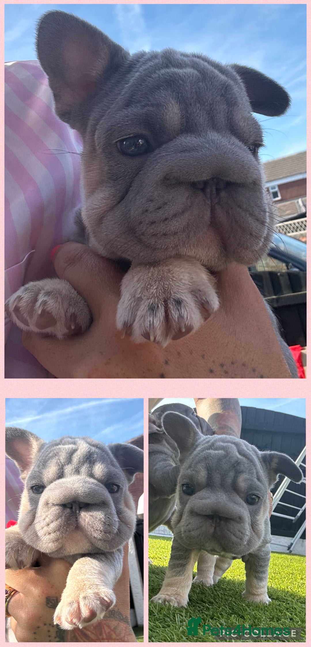 French Bulldog dogs for sale: French bulldog babies  - Image 27