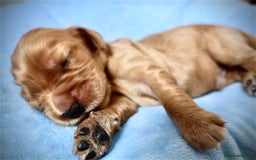 Cocker Spaniel dogs for sale: Beautiful family SHOW cocker spaniels - Image 6